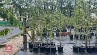 5 MALUS BUTTERBALL TREES - 4