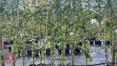 5 MALUS BUTTERBALL TREES