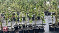 5 MALUS BUTTERBALL TREES - 2