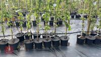 5 MALUS BUTTERBALL TREES - 3