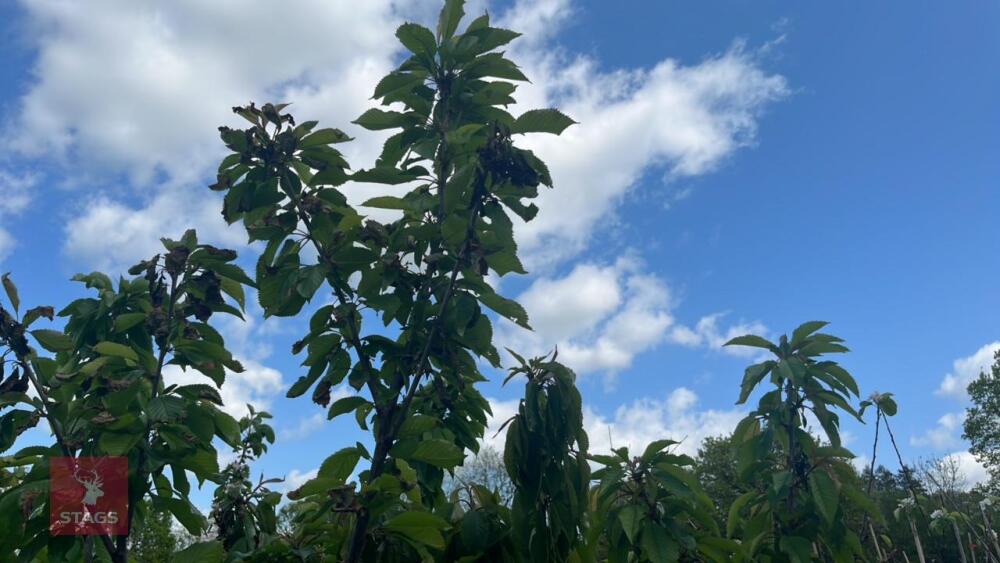 5 CORNISH MOTHER APPLE TREES