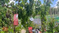 5 CORNISH MOTHER APPLE TREES - 2