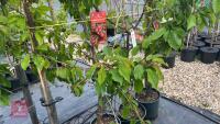 5 CORNISH MOTHER APPLE TREES - 3