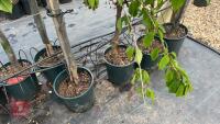 5 CORNISH MOTHER APPLE TREES - 4