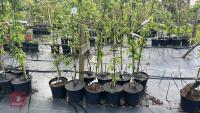 5 MALUS BUTTERBALL TREES - 2