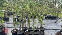 5 MALUS BUTTERBALL TREES - 6