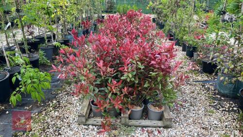 25 PHOTINIA MANDARINO HEDGING PLANTS