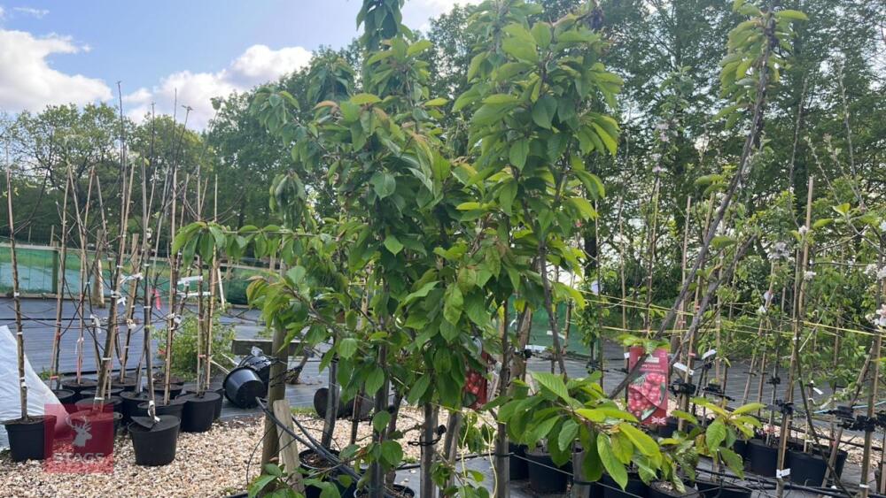 4 MIXED FRUIT TREES