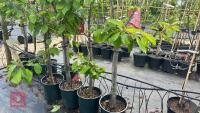 4 MIXED FRUIT TREES - 2