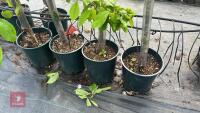 4 MIXED FRUIT TREES - 3