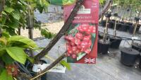 4 MIXED FRUIT TREES - 4