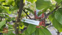 4 MIXED FRUIT TREES - 6