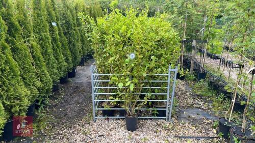 25 GRISELINIA CITTERALIS HEDGING PLANTS