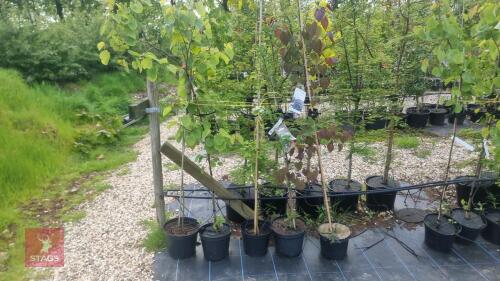 5 MIXED ORNAMENTAL TREES