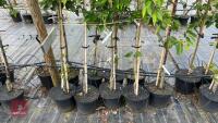 5 MIXED ORNAMENTAL TREES - 4