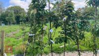 5 MIXED ORNAMENTAL FRUIT TREES - 2