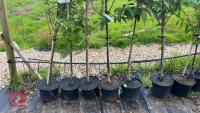 5 MIXED ORNAMENTAL FRUIT TREES - 3