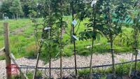 5 MIXED ORNAMENTAL FRUIT TREES - 4