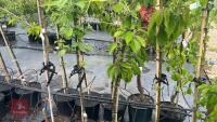 5 MIXED FRUIT TREES - 2