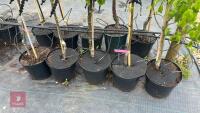 5 MIXED FRUIT TREES - 3