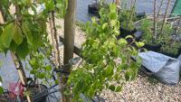 5 MIXED FRUIT TREES - 5