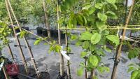 5 MIXED FRUIT TREES - 6