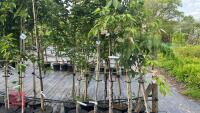 5 MIXED ORNAMENTAL TREES - 3