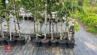 5 MIXED ORNAMENTAL TREES - 4