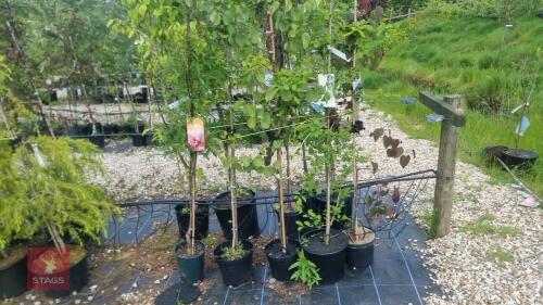 5 MIXED ORNAMENTAL TREES