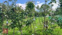 5 MIXED ORNAMENTAL FRUIT TREES