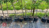 5 MIXED ORNAMENTAL FRUIT TREES - 2