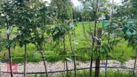 5 MIXED ORNAMENTAL FRUIT TREES - 3