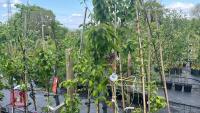 4 MIXED FRUIT TREES