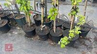 4 MIXED FRUIT TREES - 2