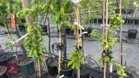 4 MIXED FRUIT TREES - 3