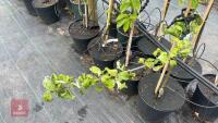 4 MIXED FRUIT TREES - 4