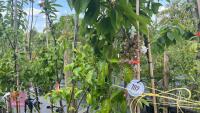 4 MIXED FRUIT TREES - 5