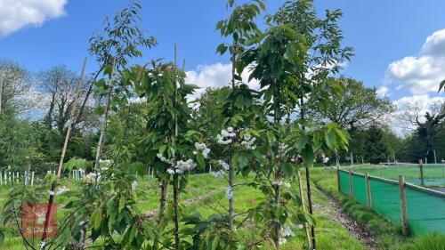 5 MIXED ORNAMENTAL FRUIT TREES