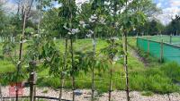 5 MIXED ORNAMENTAL FRUIT TREES - 2