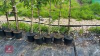 5 MIXED ORNAMENTAL FRUIT TREES - 3