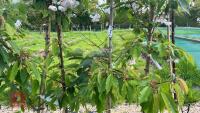 5 MIXED ORNAMENTAL FRUIT TREES - 4