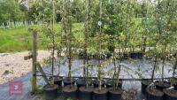 5 MALUS TRANSITORIA TREES - 2