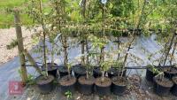 5 MALUS TRANSITORIA TREES - 5