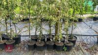 5 MALUS TRANSITORIA TREES - 3