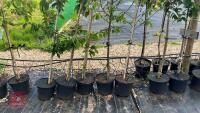 5 MIXED ORNAMENTAL FRUIT TREES - 3