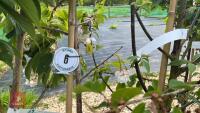 5 MIXED ORNAMENTAL FRUIT TREES - 4