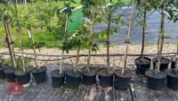 5 MIXED ORNAMENTAL FRUIT TREES - 6