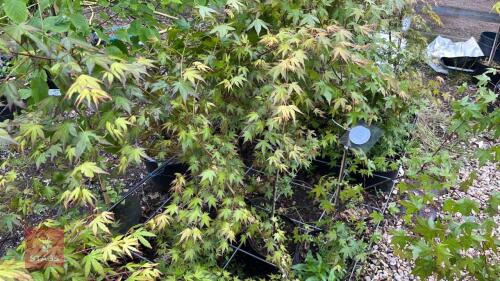 5 ACER PALMATUM TREES