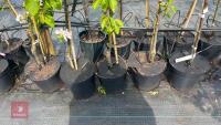 5 MIXED FRUIT TREES - 3