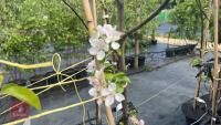 5 MIXED FRUIT TREES - 7